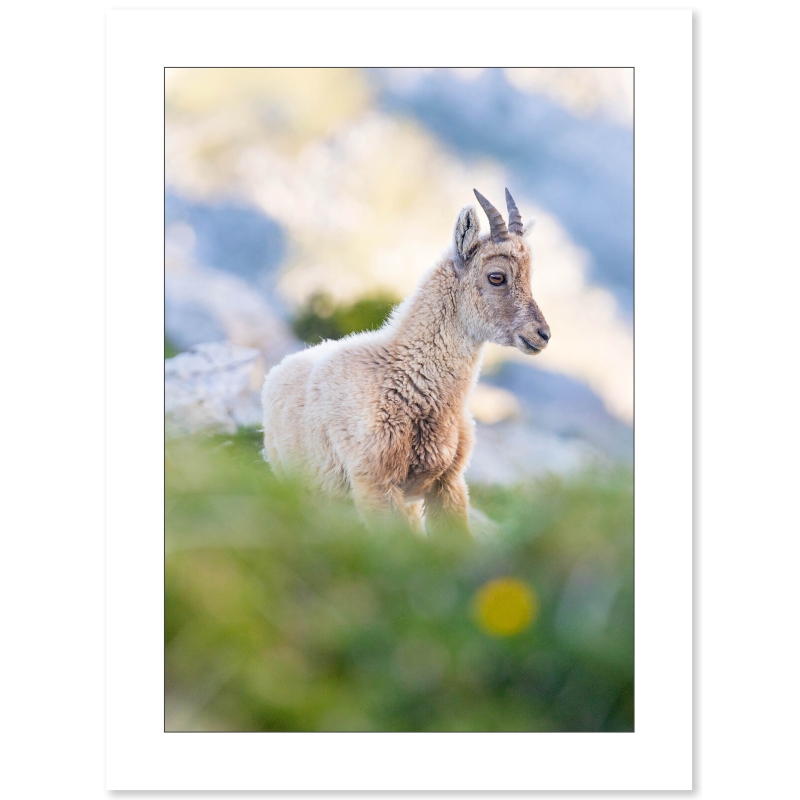 Photo Bouquetin par Nicolas Ougier - Galerie 361