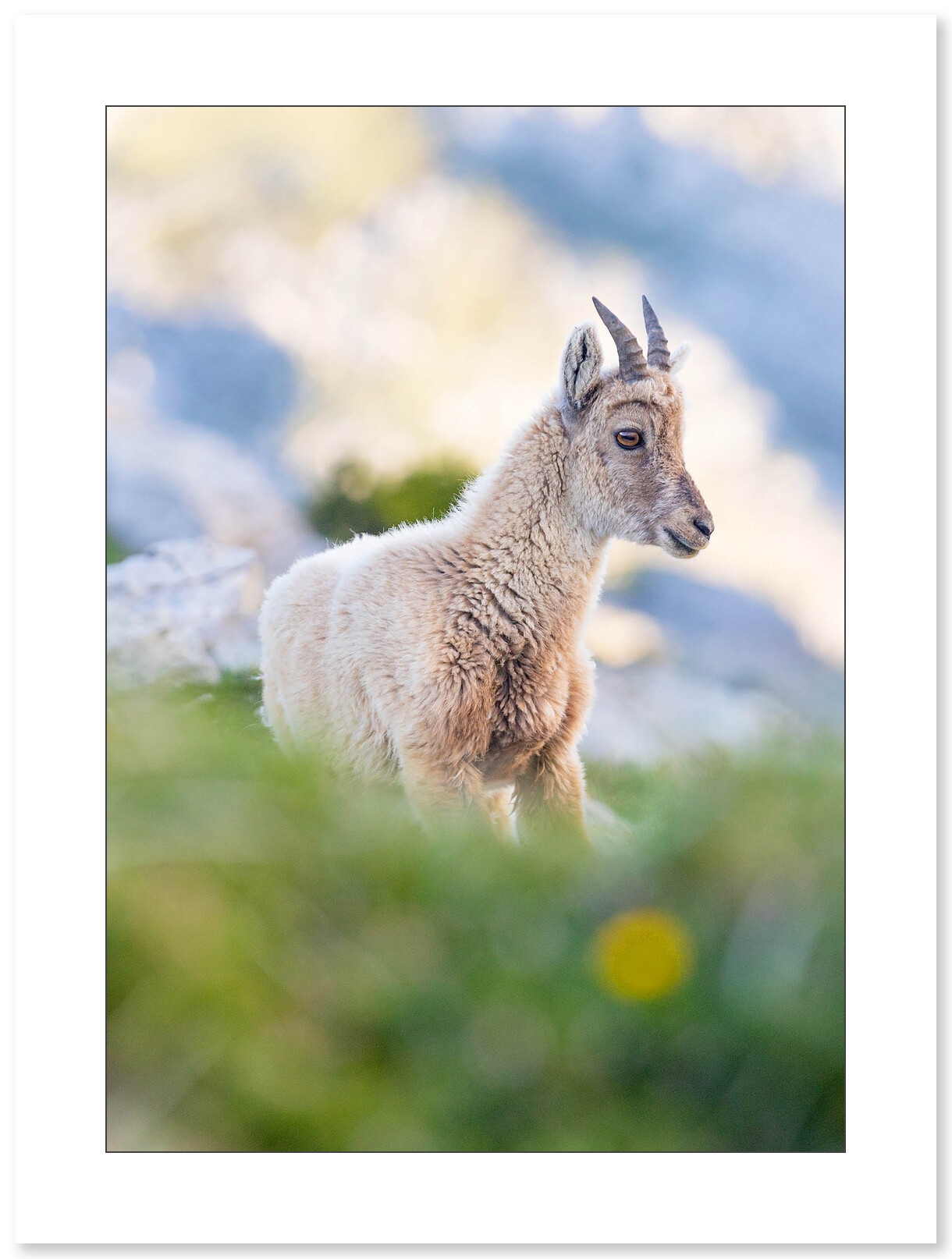 Photo Bouquetin par Nicolas Ougier - Galerie 361