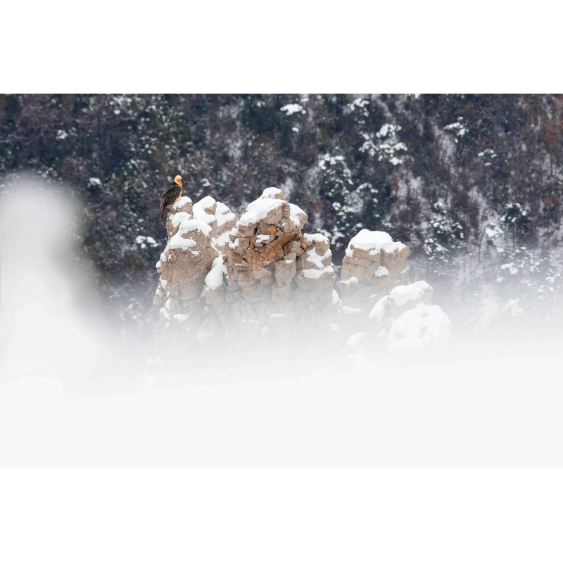 Gypaète Barbu dans les neiges du Vercors par Nicolas Ougier