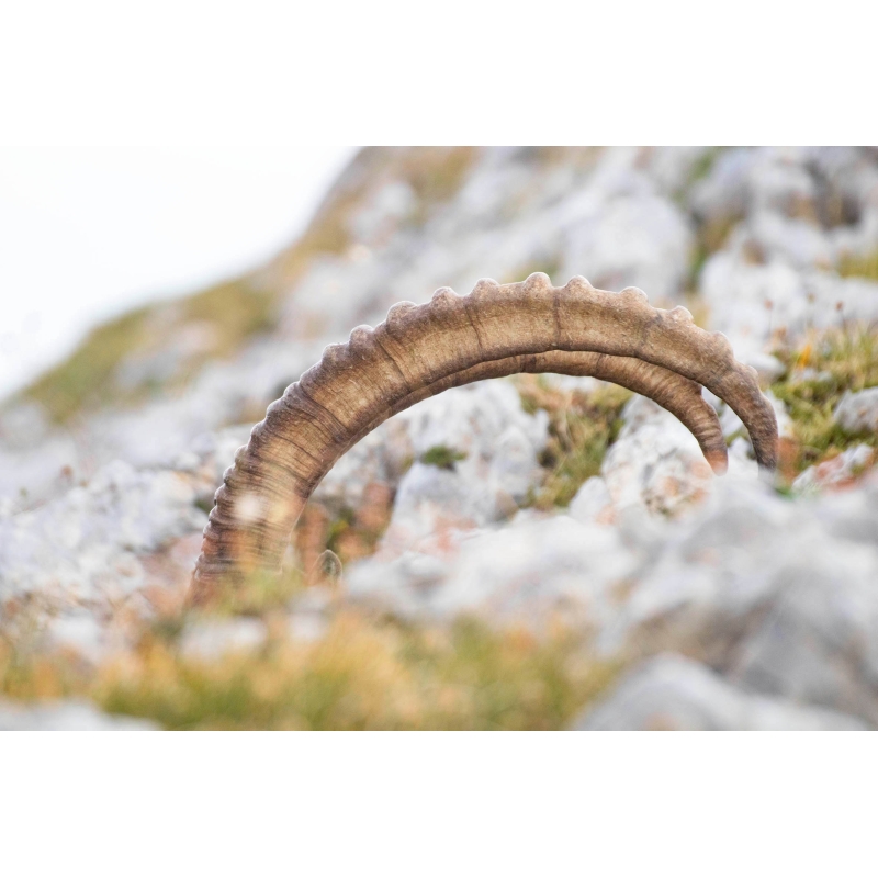 Photo Bouquetins - Vercors - Alpes par Nicolas Ougier - Galerie 361