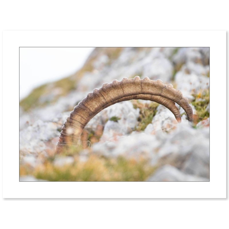 Photo Bouquetins - Vercors - Alpes par Nicolas Ougier - Galerie 361