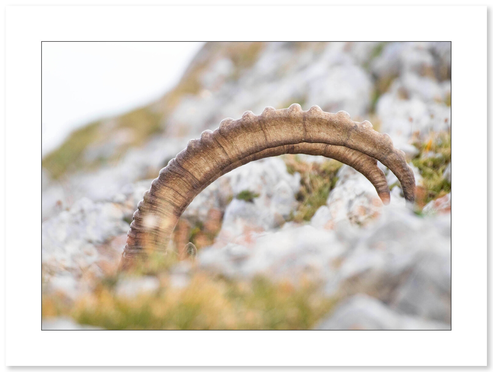 Photo Bouquetins - Vercors - Alpes par Nicolas Ougier - Galerie 361