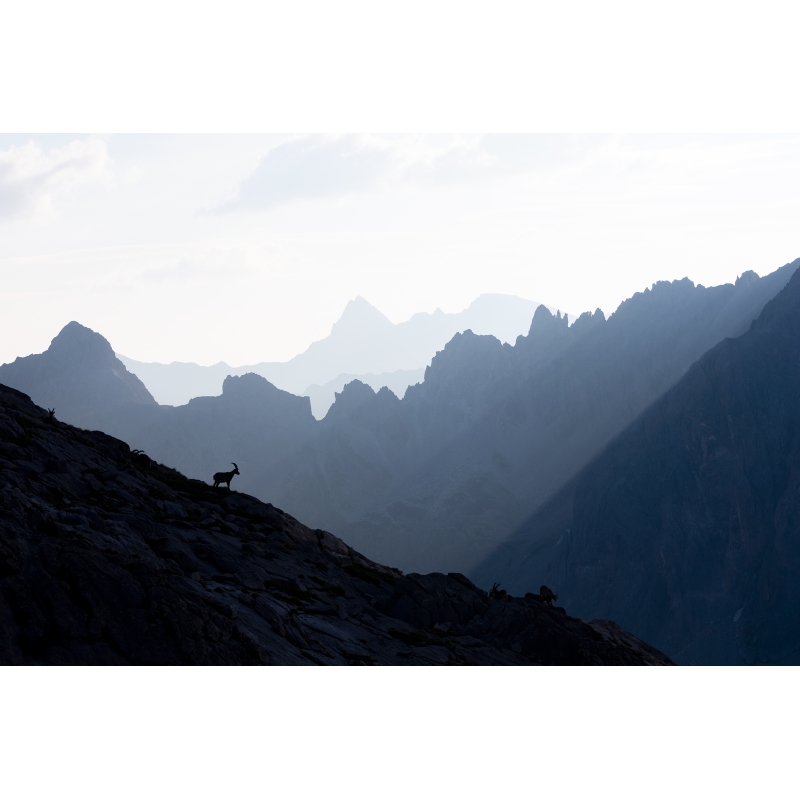 Bouquetin des Alpes face aux massif des Cerces par Nicolas Ougier