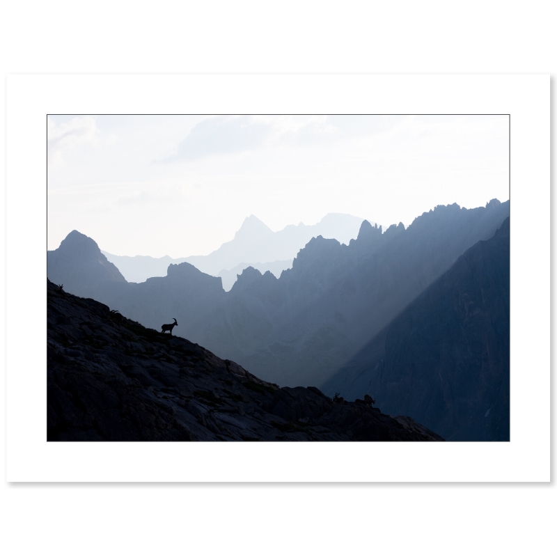 Bouquetin des Alpes face aux massif des Cerces par Nicolas Ougier