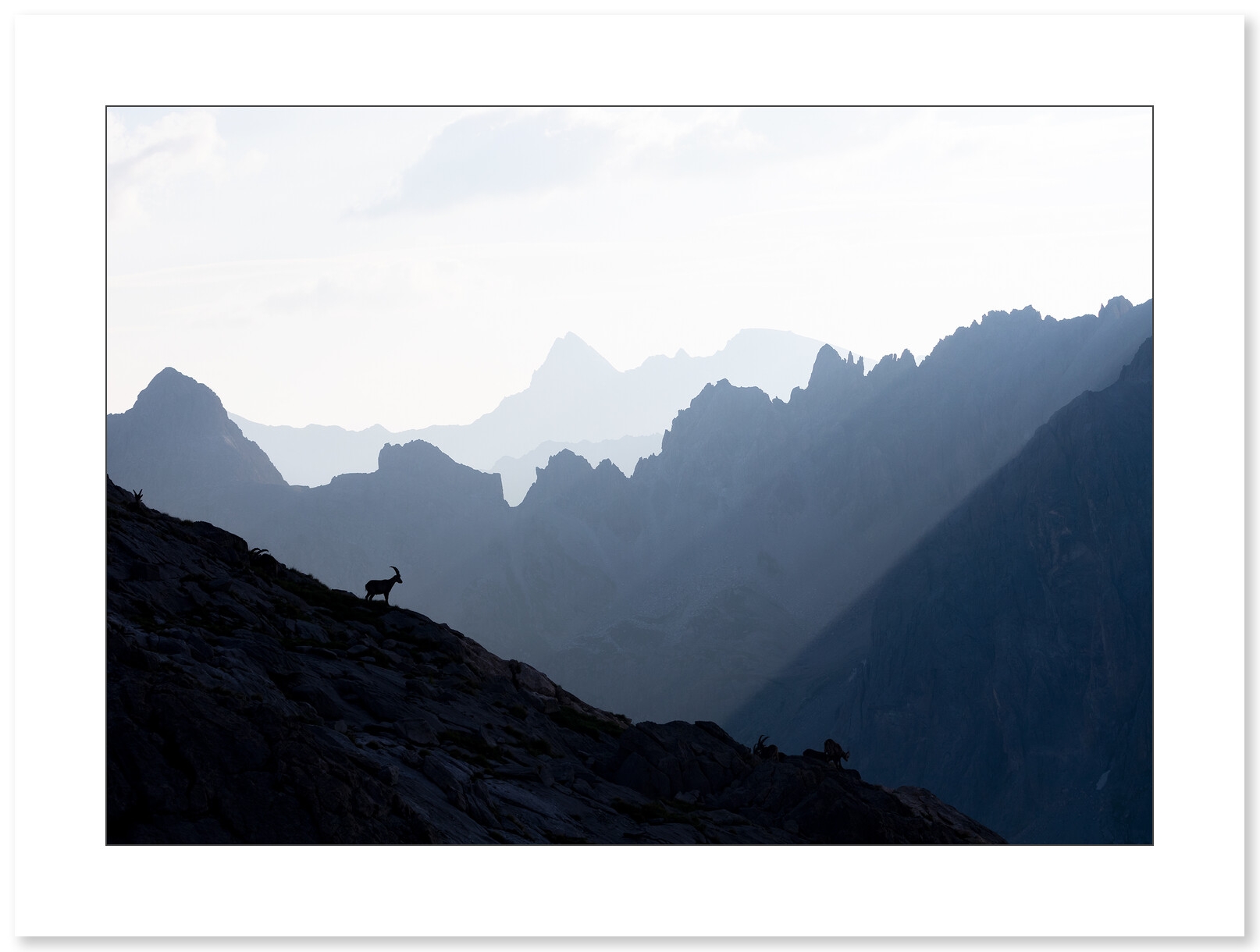 Bouquetin des Alpes face aux massif des Cerces par Nicolas Ougier