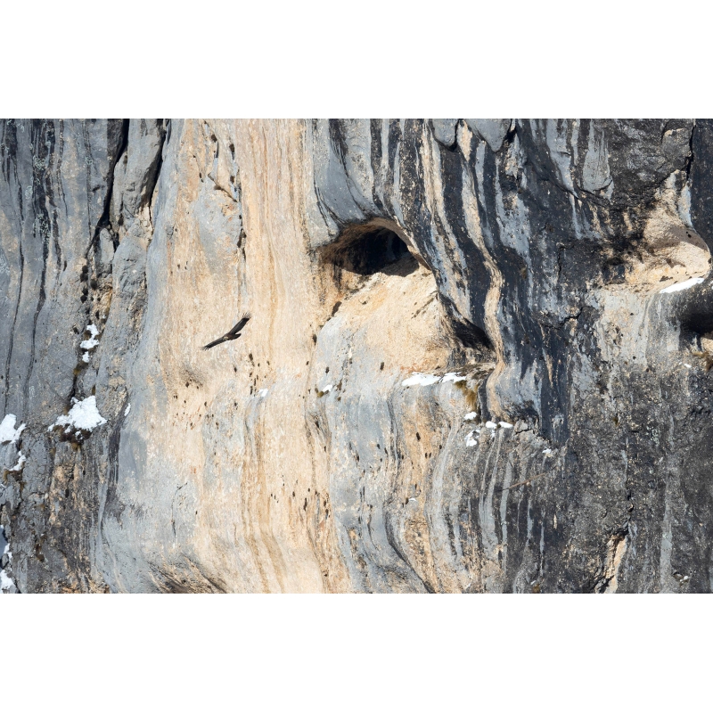 Vautour fauve et falaise du Vercors par Nicolas Ougier