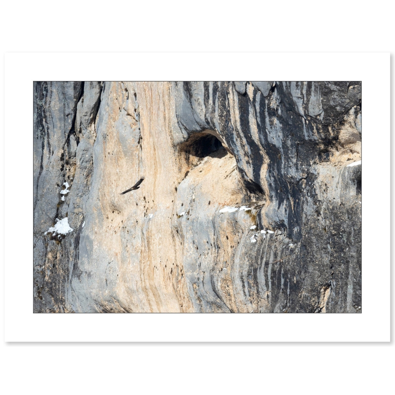 Vautour fauve et falaise du Vercors par Nicolas Ougier