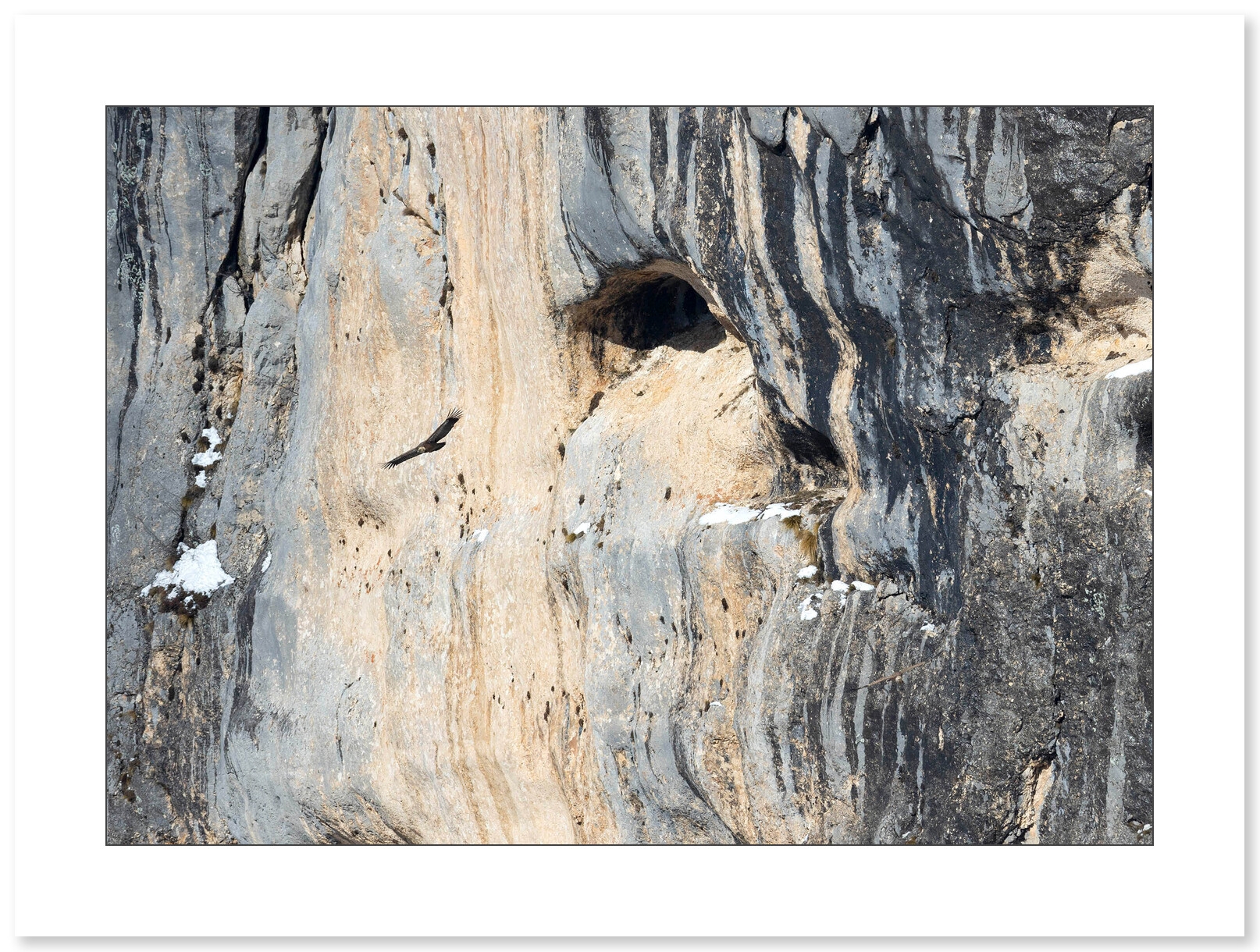 Vautour fauve et falaise du Vercors par Nicolas Ougier