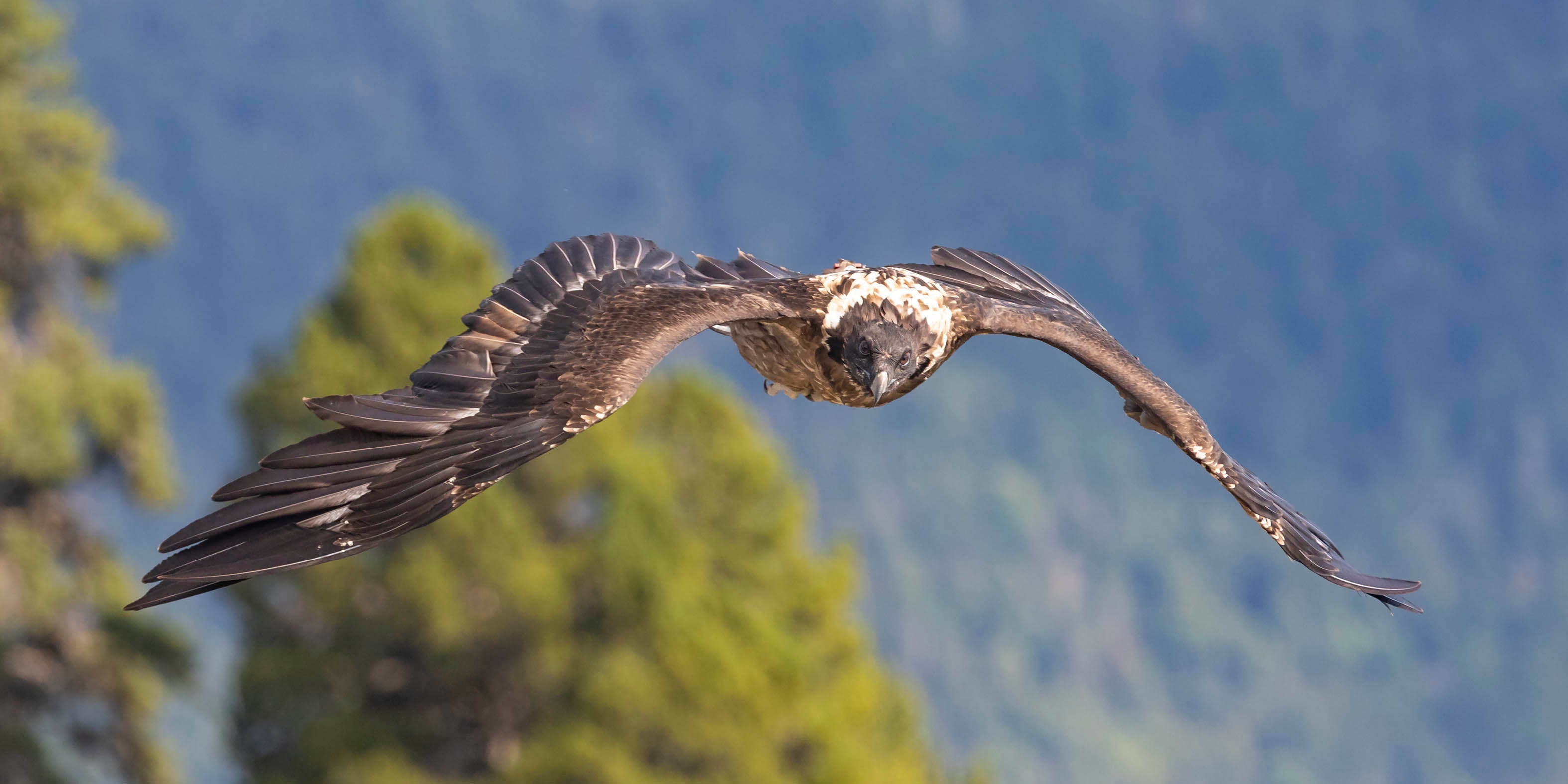 Gypaète Barbu - Boréale - Vercors - Par Nicolas Ougier