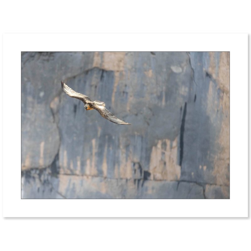 Photo Gypaète Barbu - Vercors par Nicolas Ougier - Galerie 361