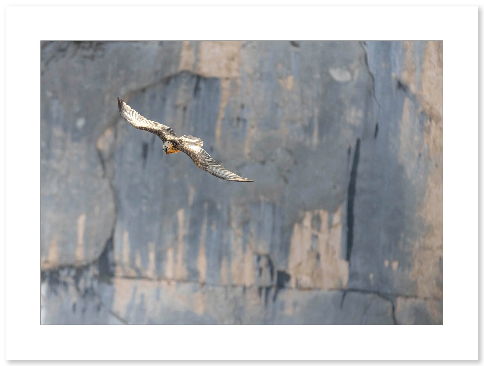 Photo Gypaète Barbu - Vercors par Nicolas Ougier - Galerie 361
