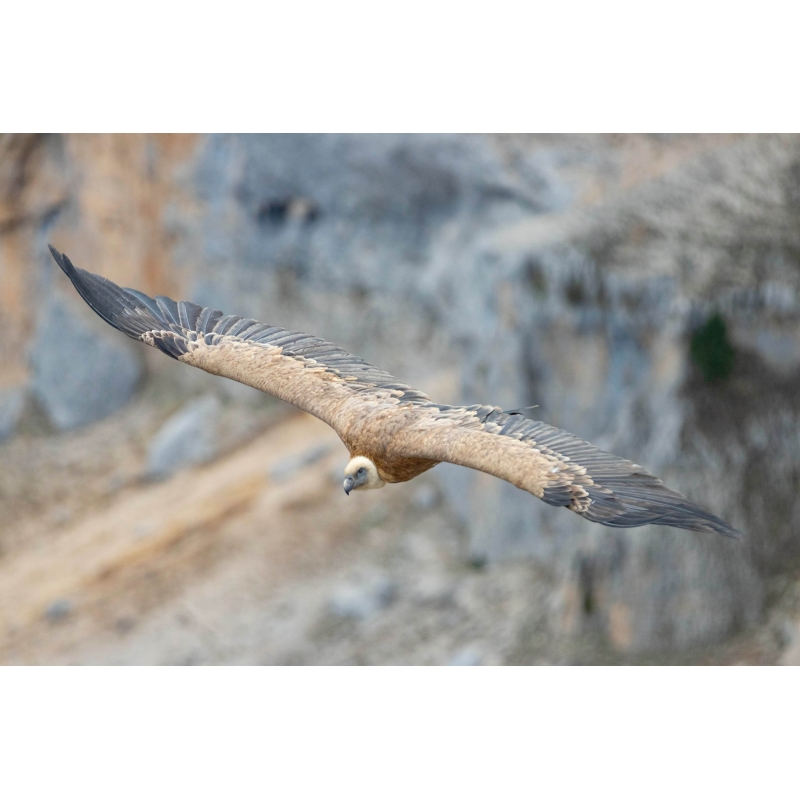 Vautour fauve dans le massif du Vercors par Nicolas Ougier