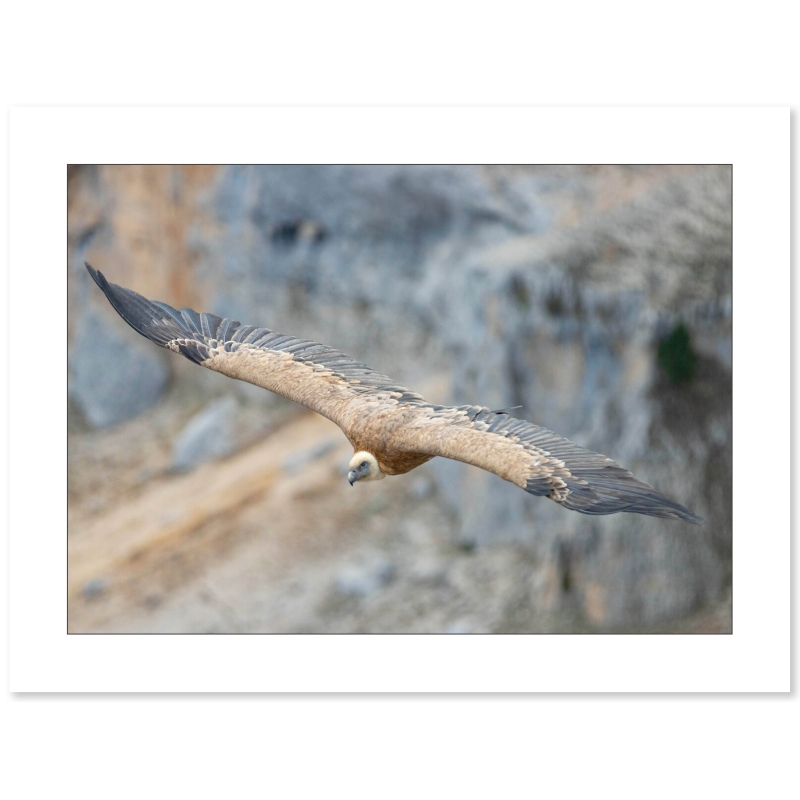 Vautour fauve dans le massif du Vercors par Nicolas Ougier