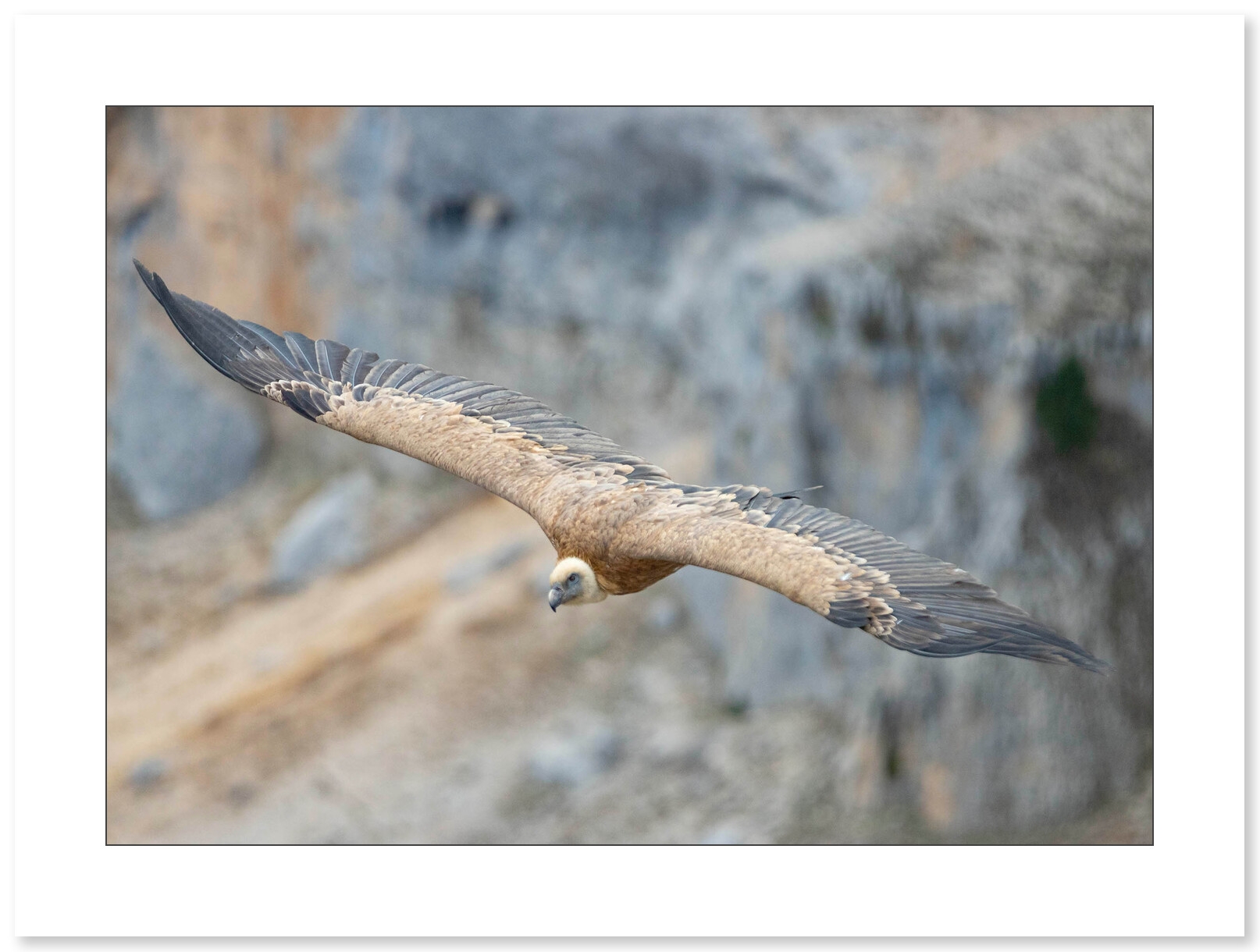 Vautour fauve dans le massif du Vercors par Nicolas Ougier