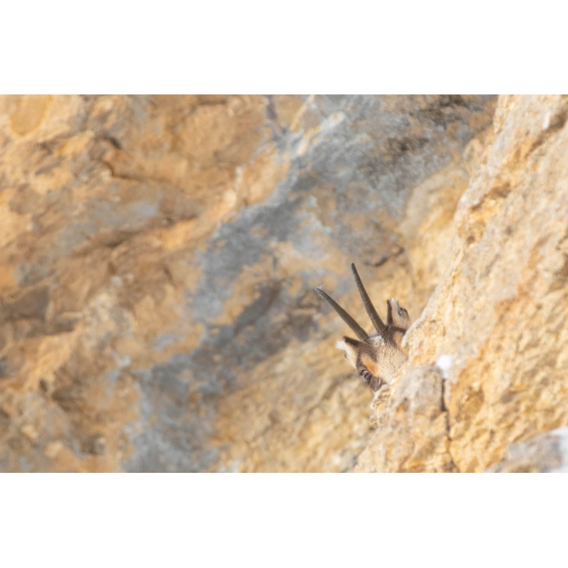 Le regard - Chamois dans le massif du Vercors par Nicolas Ougier