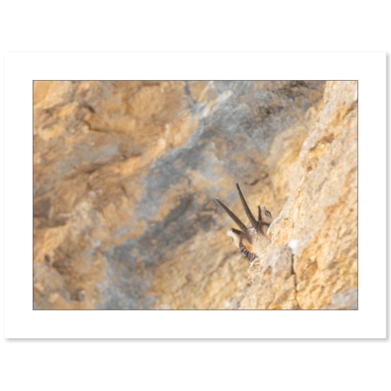 Le regard - Chamois dans le massif du Vercors par Nicolas Ougier