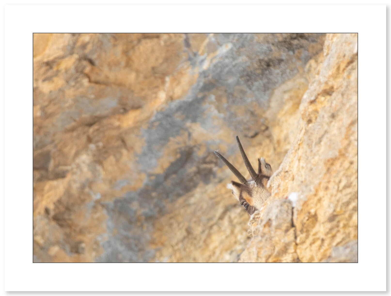 Le regard - Chamois dans le massif du Vercors par Nicolas Ougier