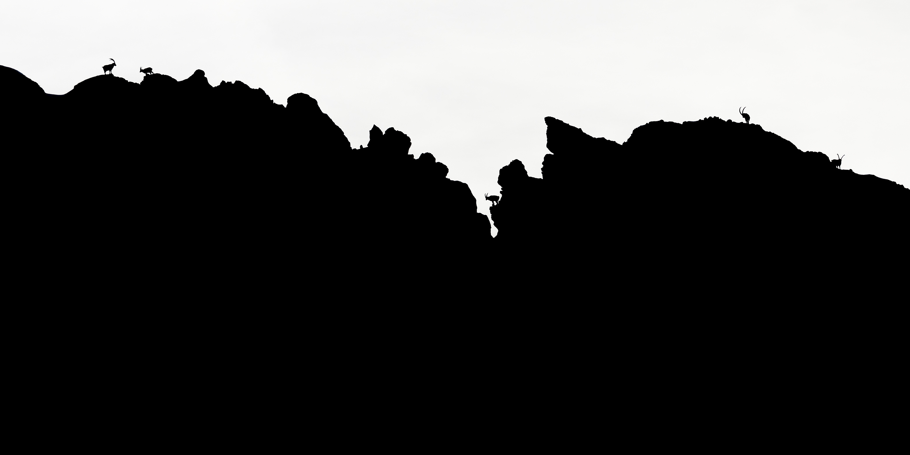 Photo Bouquetins - Alpes - Vercors - Nicolas Ougier - Galerie 361