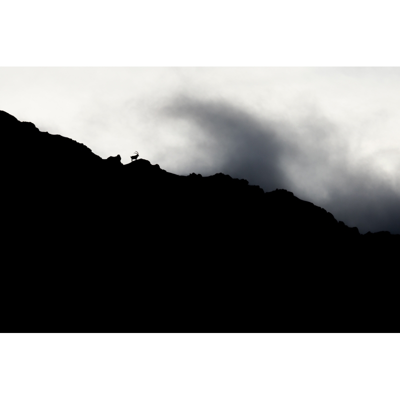 Photo Bouquetins - Vercors - Alpes par Nicolas Ougier - Galerie 361