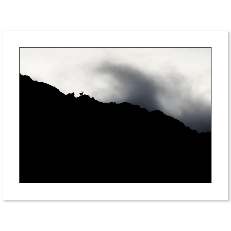 Photo Bouquetins - Vercors - Alpes par Nicolas Ougier - Galerie 361