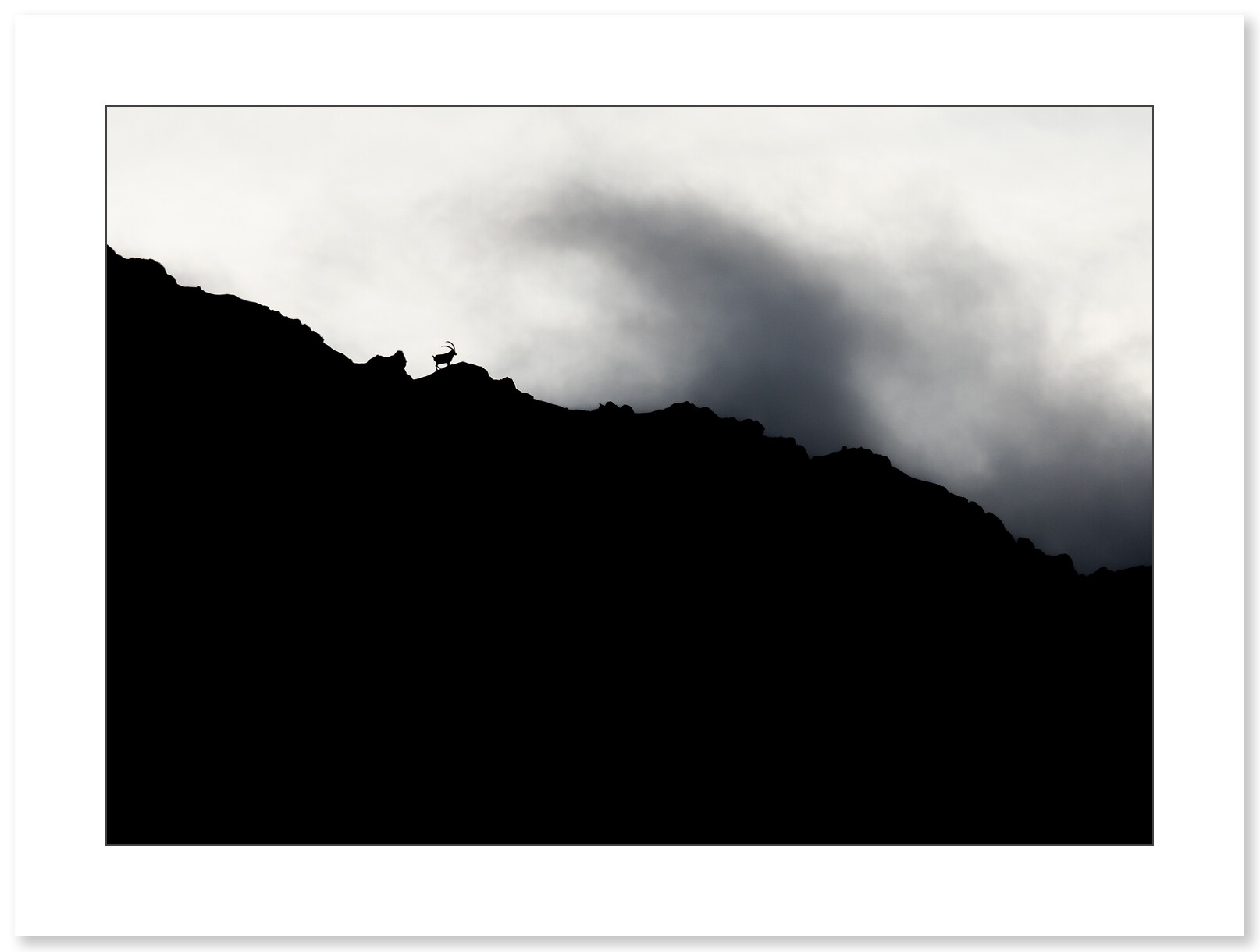Photo Bouquetins - Vercors - Alpes par Nicolas Ougier - Galerie 361