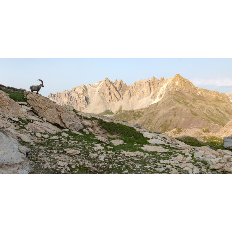 Gardien des Cerces - Bouquetin des Alpes - Pic de la Moulinière