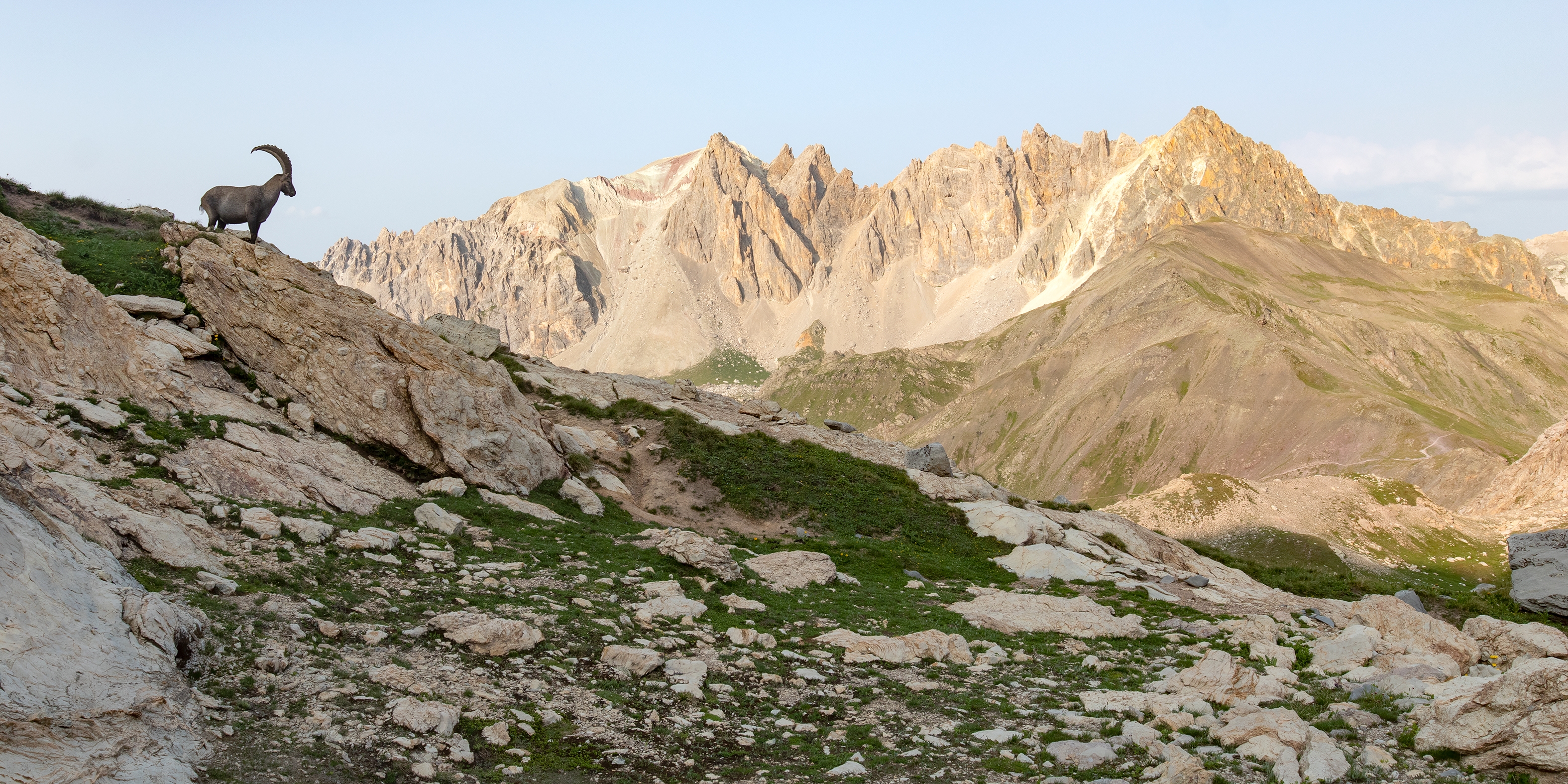 Gardien des Cerces - Bouquetin des Alpes - Pic de la Moulinière