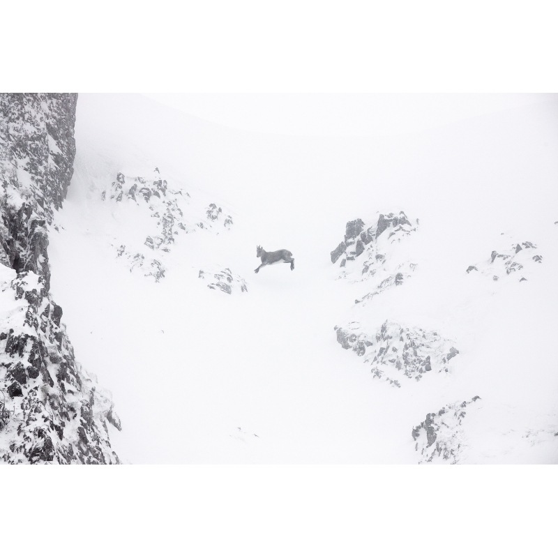Premier hiver - Cabri de bouquetin - Vercors - Par Nicolas Ougier