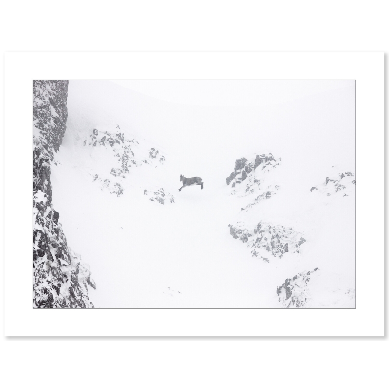 Premier hiver - Cabri de bouquetin - Vercors - Par Nicolas Ougier