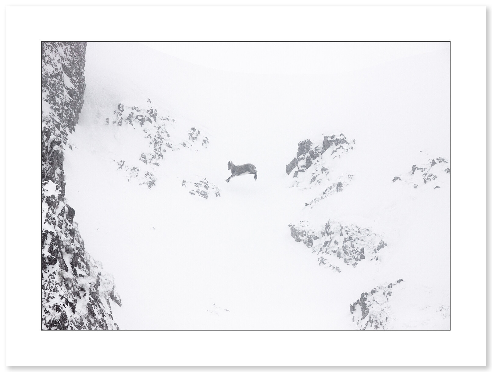 Premier hiver - Cabri de bouquetin - Vercors - Par Nicolas Ougier