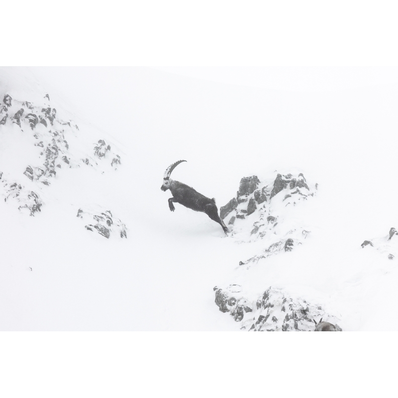Un saut vers l’inconnu - Bouquetin - Vercors - par Nicolas Ougier