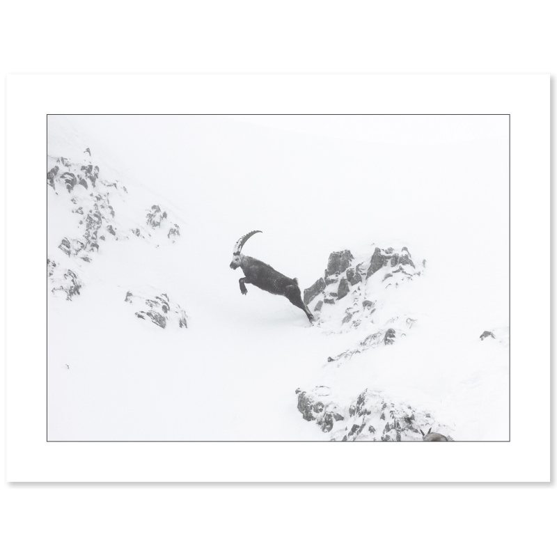 Un saut vers l’inconnu - Bouquetin - Vercors - par Nicolas Ougier
