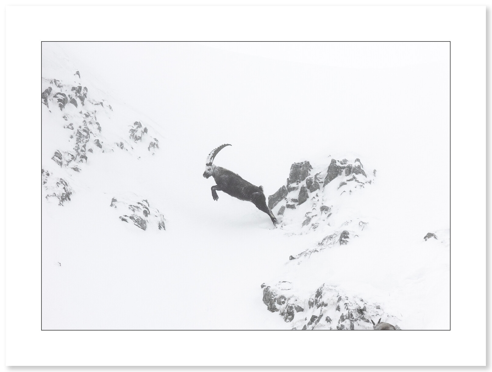 Un saut vers l’inconnu - Bouquetin - Vercors - par Nicolas Ougier