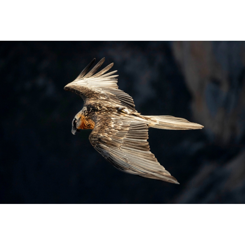 Photo Gypaète Barbu - Vercors par Nicolas Ougier - Galerie 361