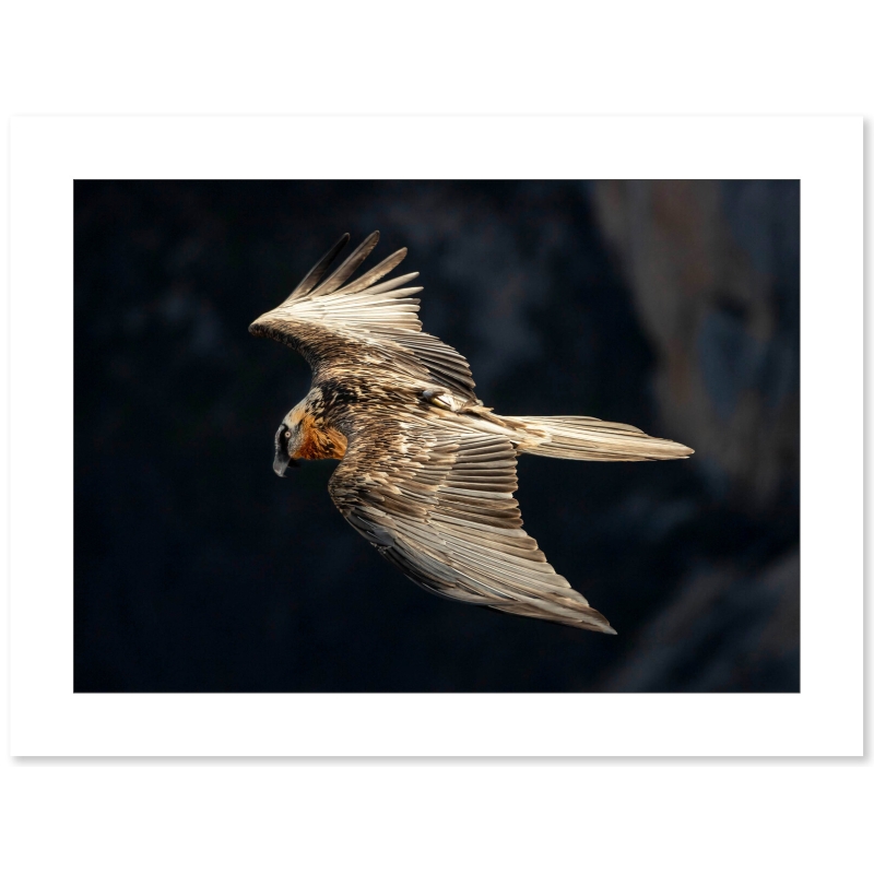 Photo Gypaète Barbu - Vercors par Nicolas Ougier - Galerie 361