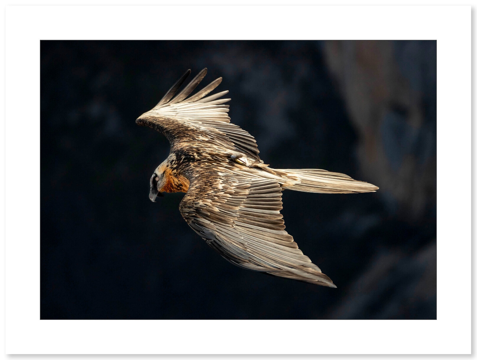 Photo Gypaète Barbu - Vercors par Nicolas Ougier - Galerie 361