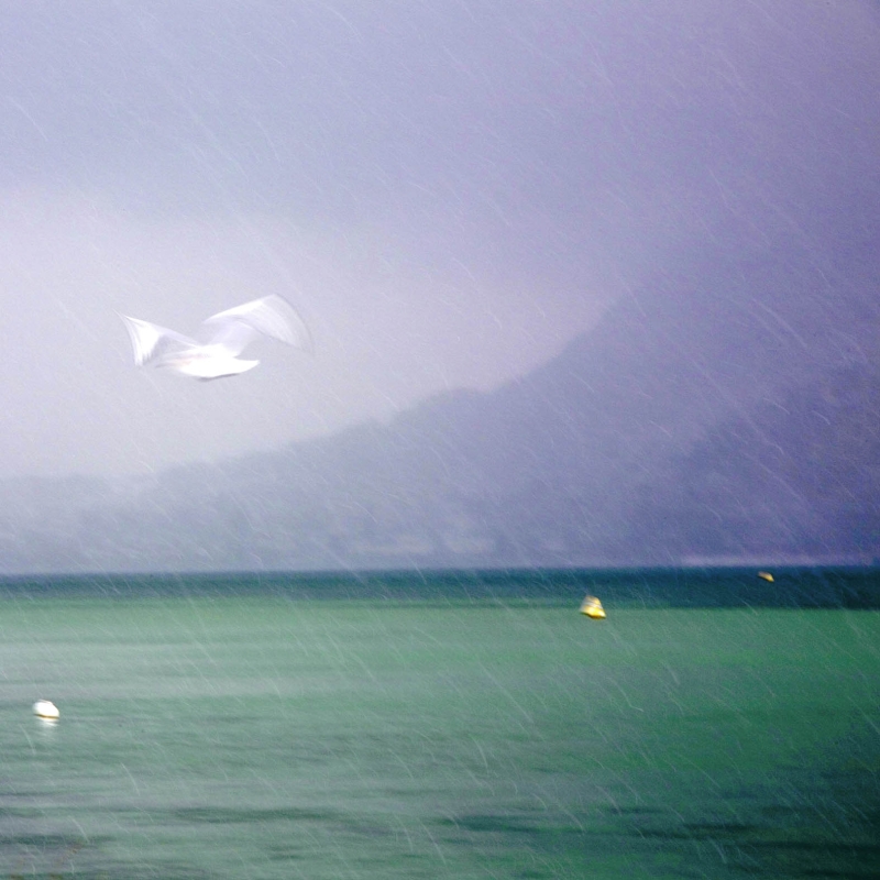 Mouette dans la tempête