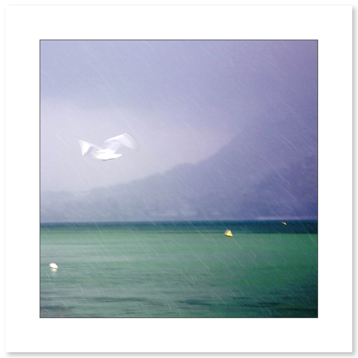 Mouette dans la tempête