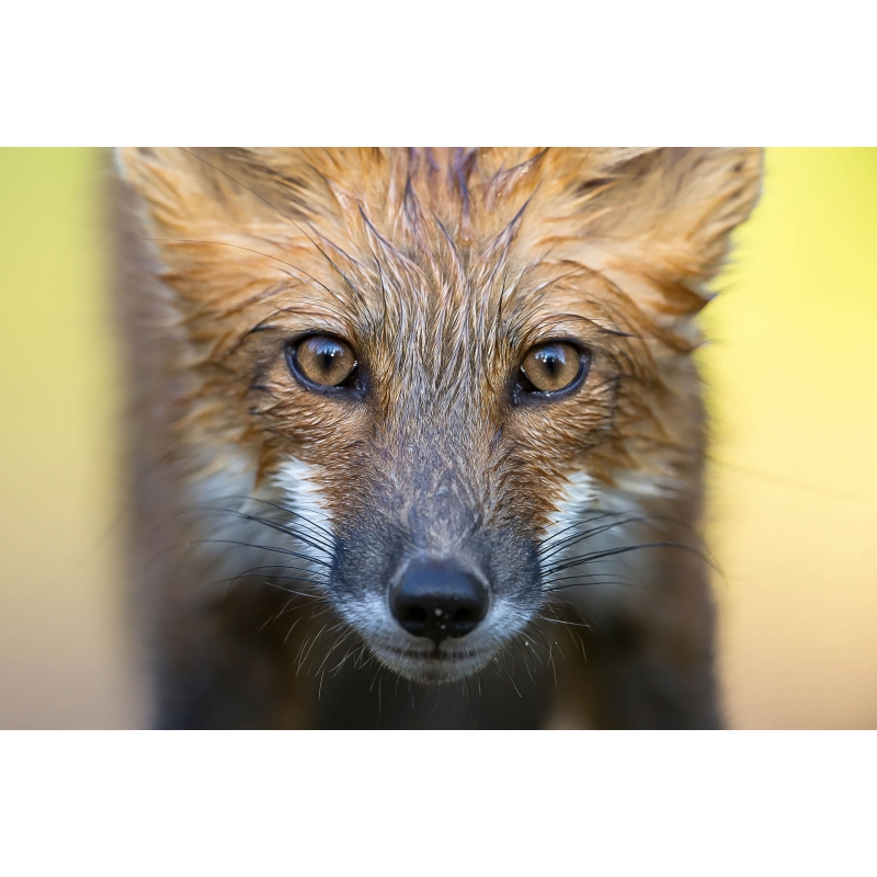 Regard de renard