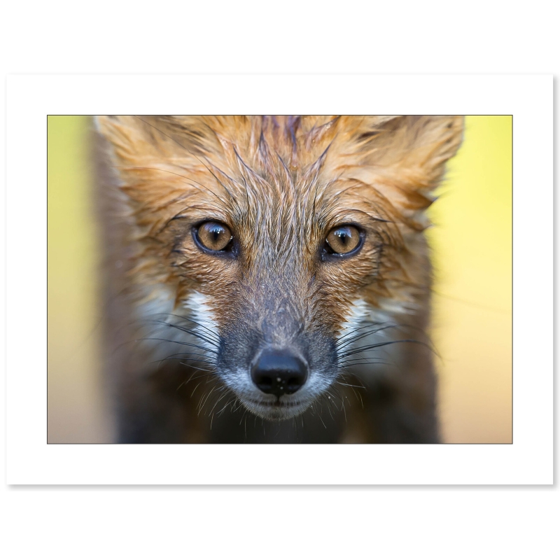 Regard de renard