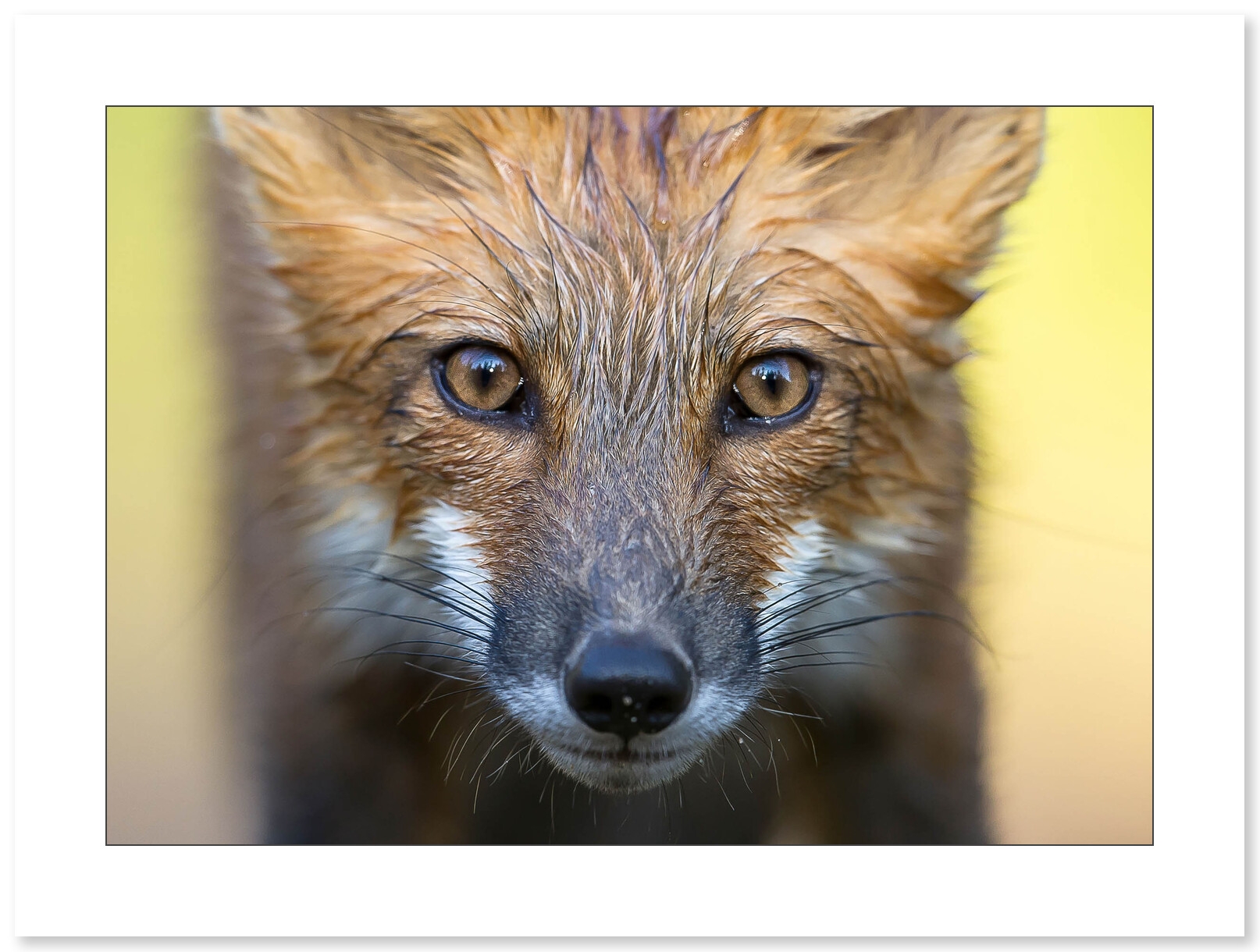 Regard de renard