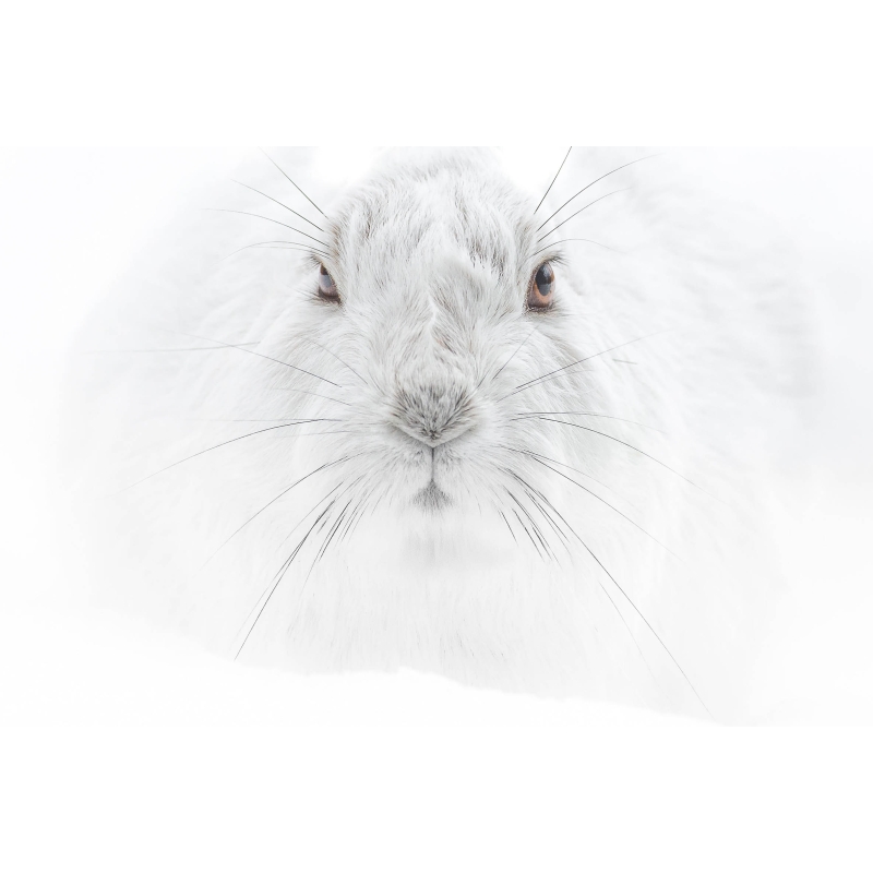 Regard de lièvre, photo de Cyril Doche - Galerie 361
