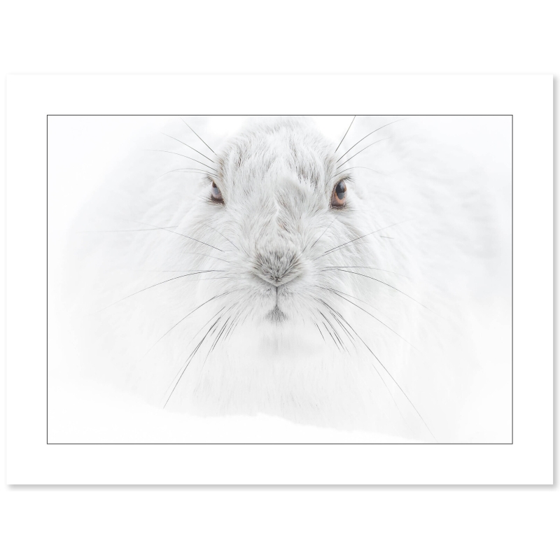 Regard de lièvre, photo de Cyril Doche - Galerie 361