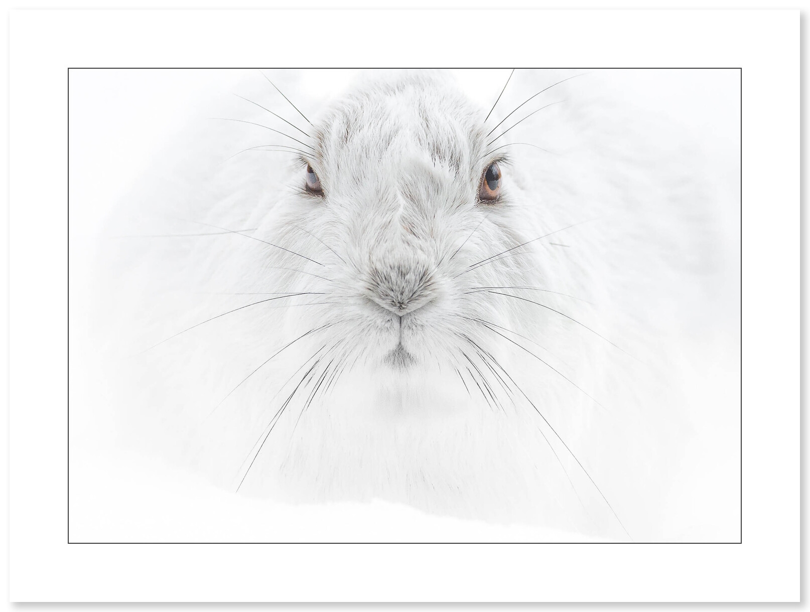 Regard de lièvre, photo de Cyril Doche - Galerie 361