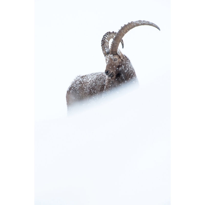 Bouquetin des Alpes, photo de Cyril Doche - Galerie 361