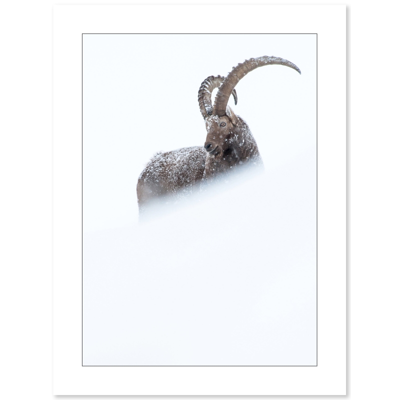 Bouquetin des Alpes, photo de Cyril Doche - Galerie 361