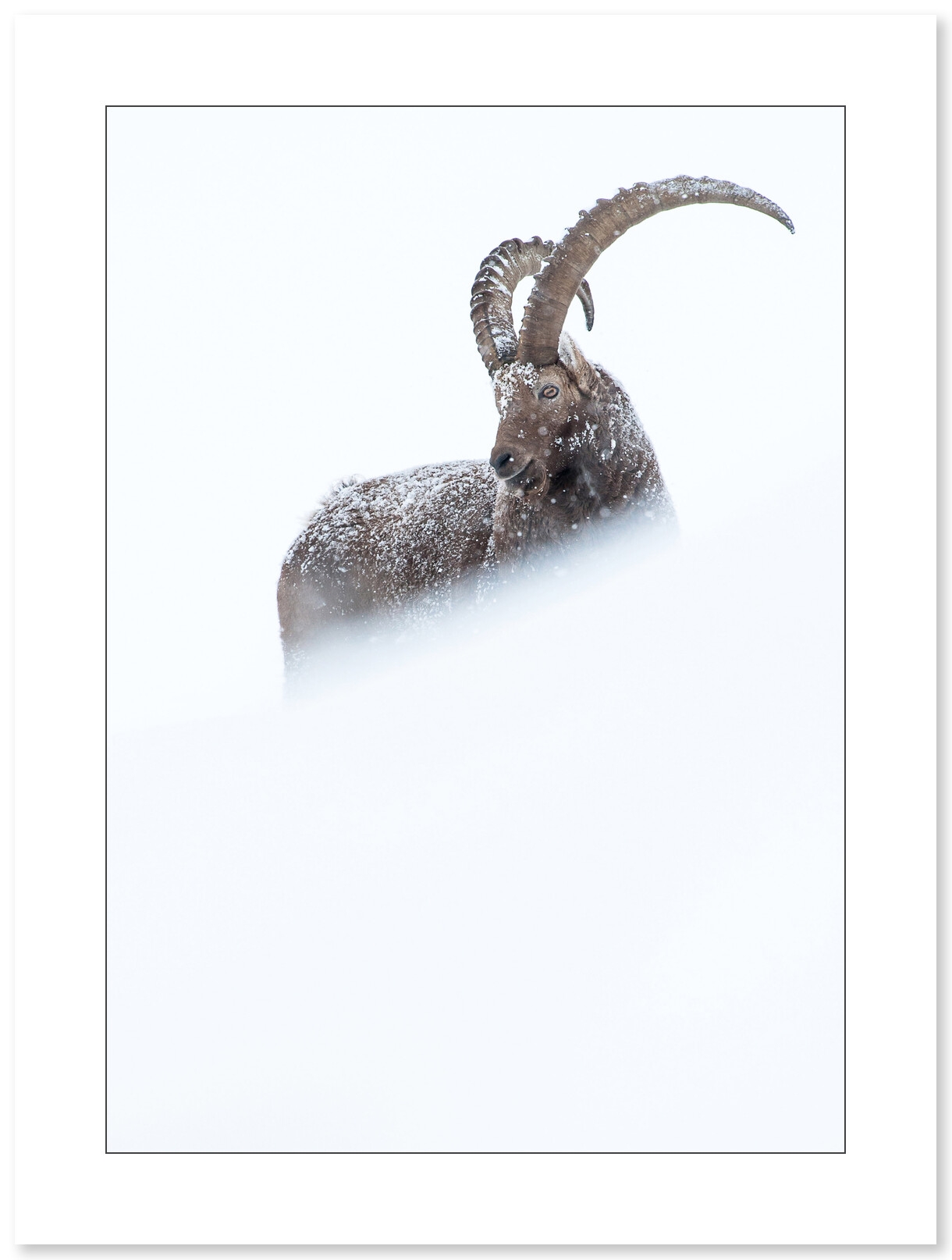 Bouquetin des Alpes, photo de Cyril Doche - Galerie 361