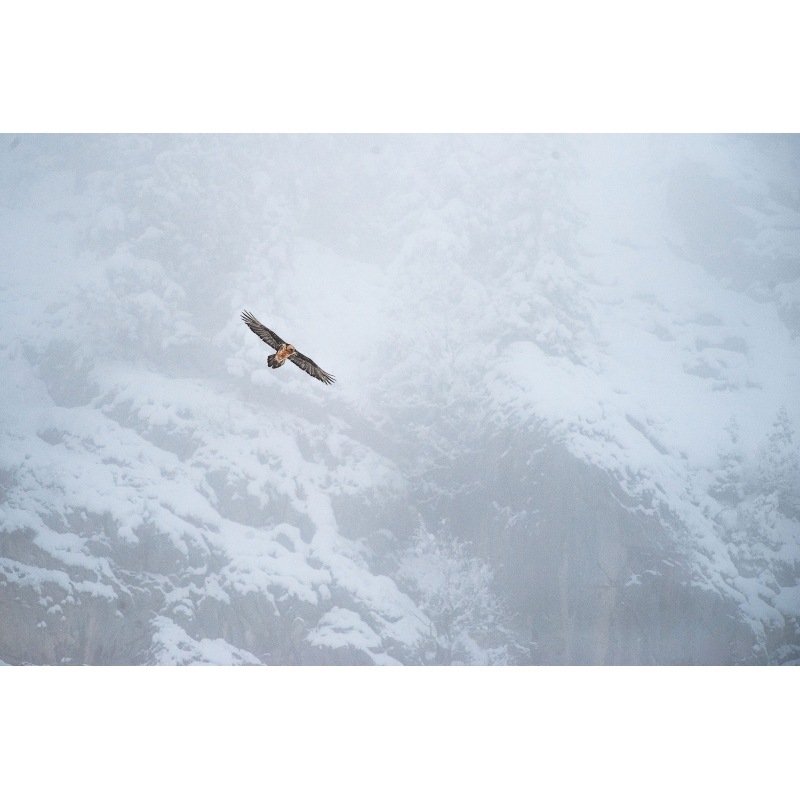Photographie Aigle par Cyril Doche - Galerie 361