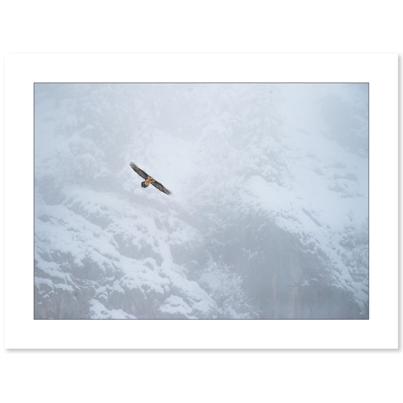 Photographie Aigle par Cyril Doche - Galerie 361