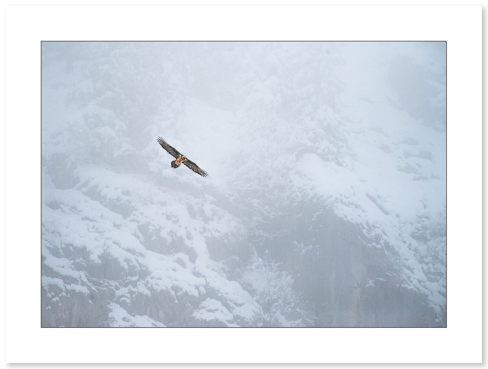 Photographie Aigle par Cyril Doche - Galerie 361
